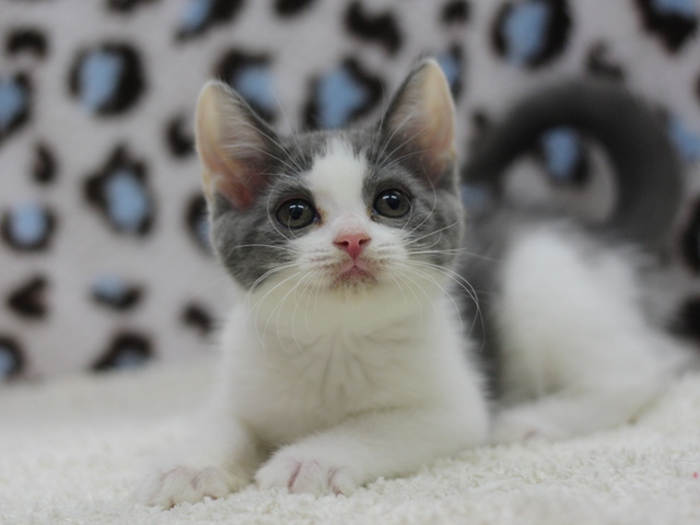 スコティッシュフォールドの子猫画像
