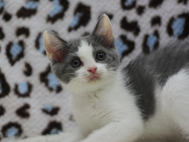 スコティッシュフォールドの子猫画像