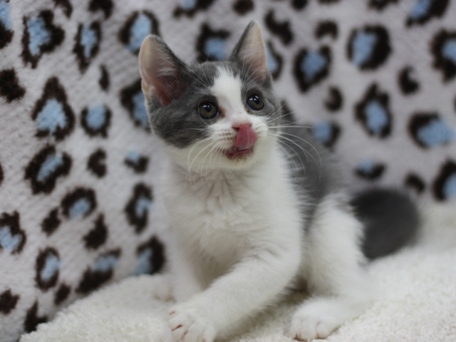 スコティッシュフォールドの子猫画像