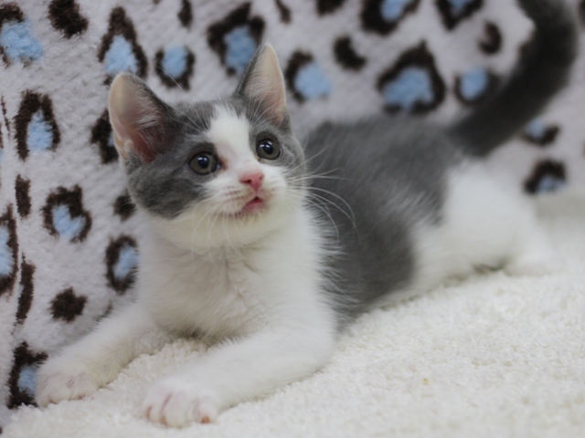 スコティッシュフォールドの子猫画像