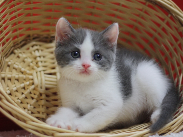スコティッシュフォールドの子猫画像