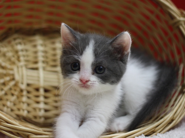 スコティッシュフォールドの子猫画像