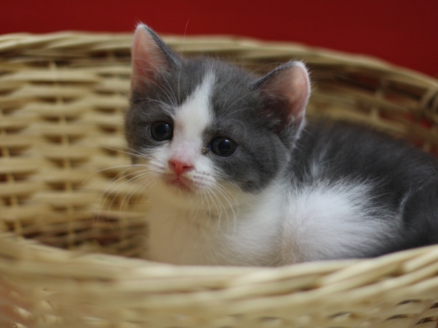 スコティッシュフォールドの子猫画像