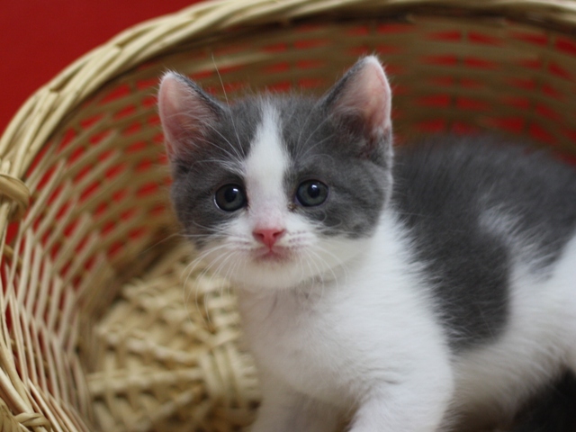 スコティッシュフォールドの子猫画像