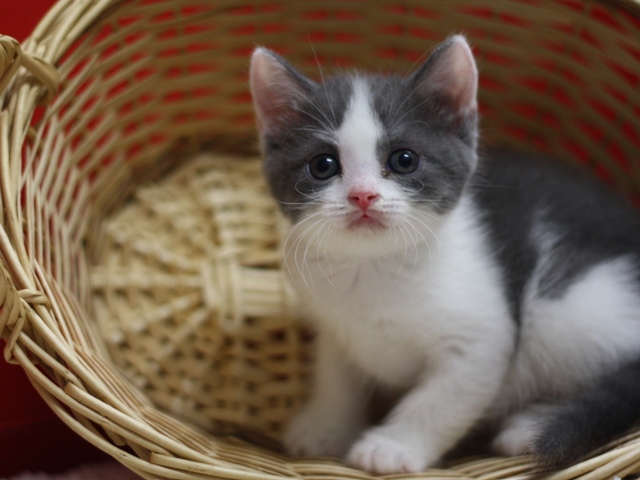 スコティッシュフォールドの子猫画像