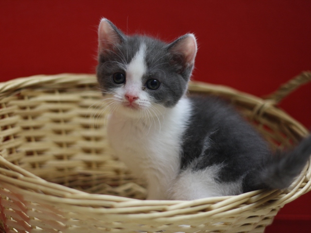 スコティッシュフォールドの子猫画像