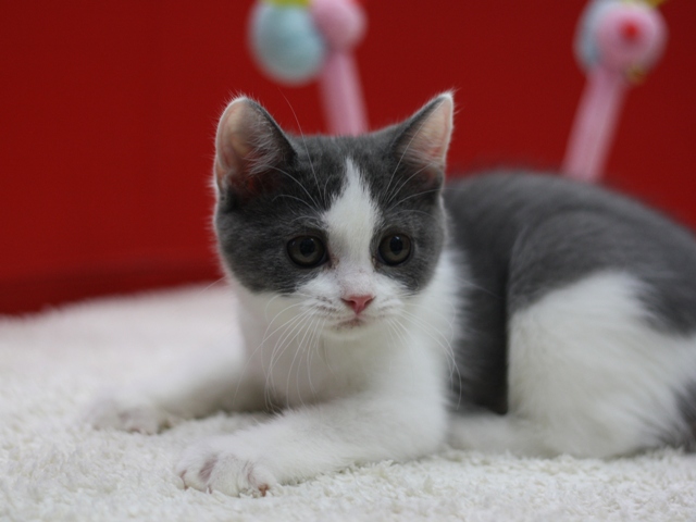 スコティッシュフォールドの子猫画像