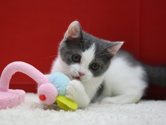 スコティッシュフォールドの子猫画像