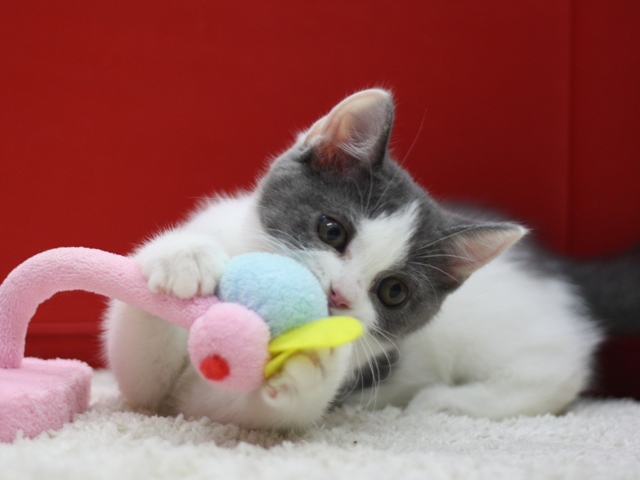 スコティッシュフォールドの子猫画像