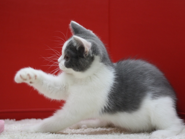 スコティッシュフォールドの子猫画像