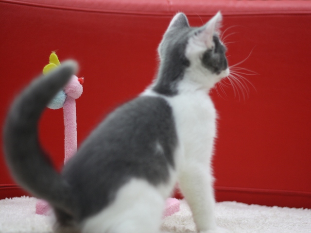 スコティッシュフォールドの子猫画像