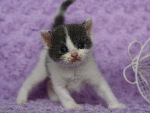 スコティッシュフォールドの子猫画像