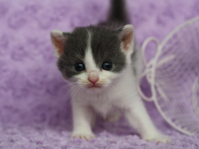 スコティッシュフォールドの子猫画像