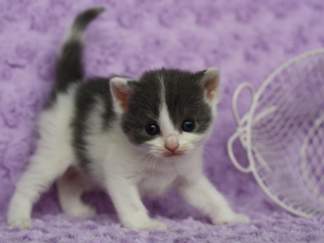 スコティッシュフォールドの子猫画像