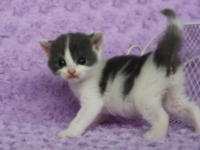 スコティッシュフォールドの子猫画像