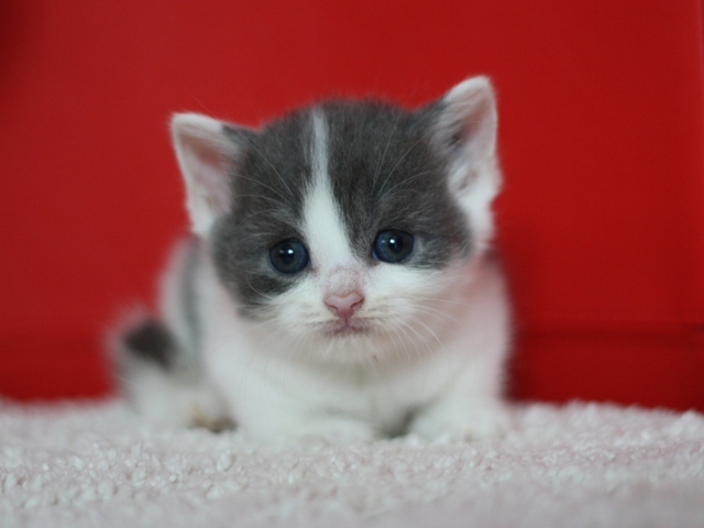 スコティッシュフォールドの子猫画像