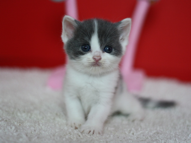 スコティッシュフォールドの子猫画像