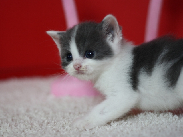 スコティッシュフォールドの子猫画像