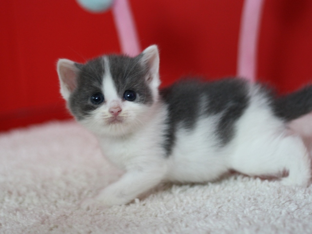 スコティッシュフォールドの子猫画像