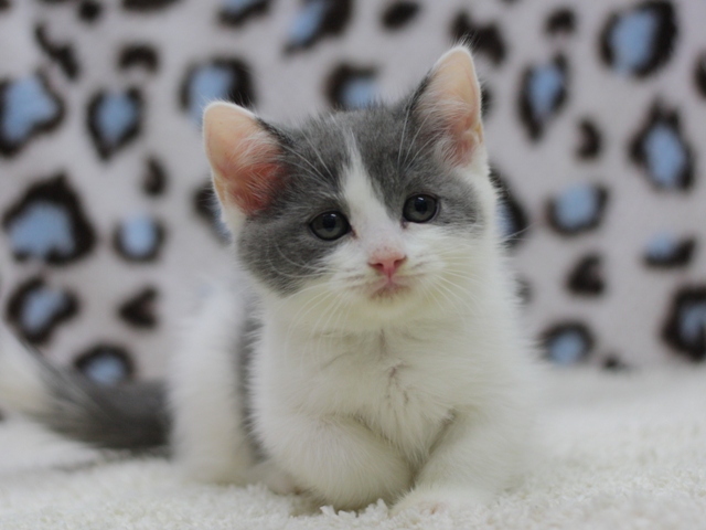 スコティッシュフォールドの子猫画像