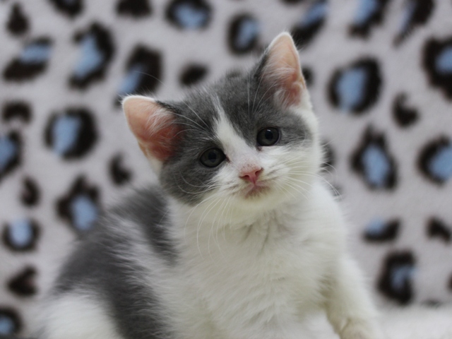 スコティッシュフォールドの子猫画像