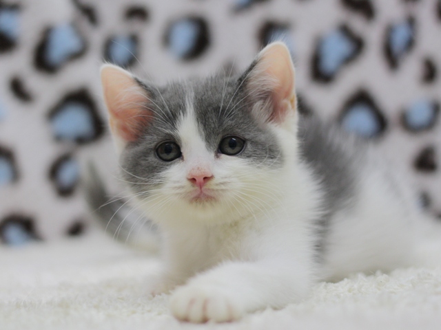 スコティッシュフォールドの子猫画像