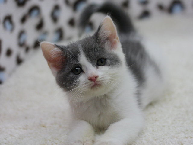 スコティッシュフォールドの子猫画像