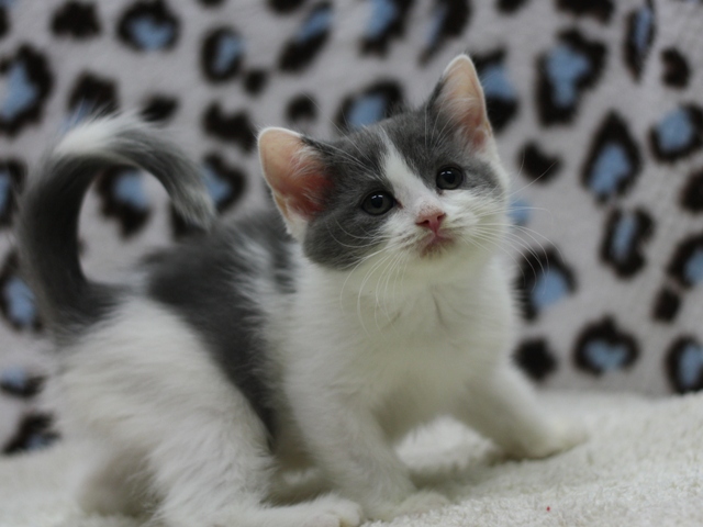 スコティッシュフォールドの子猫画像