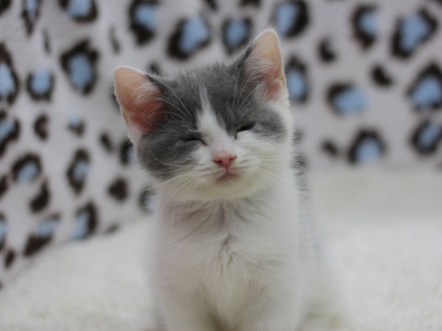 スコティッシュフォールドの子猫画像