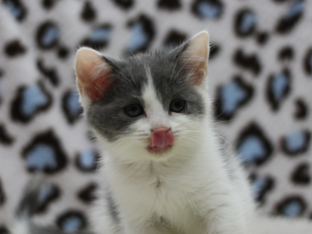 スコティッシュフォールドの子猫画像