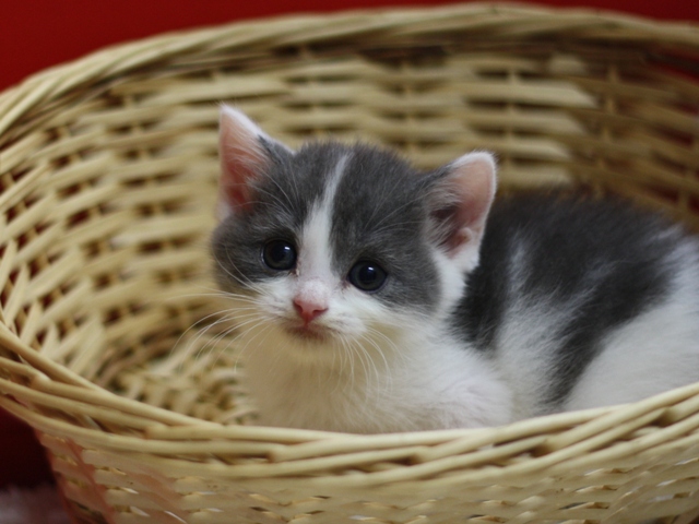 スコティッシュフォールドの子猫画像