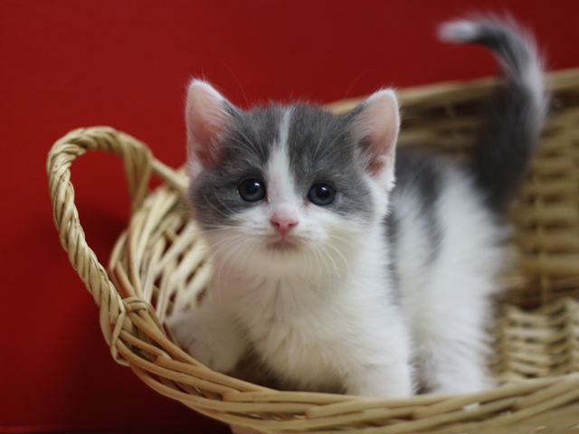 スコティッシュフォールドの子猫画像