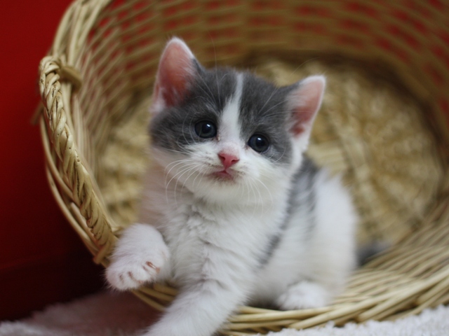スコティッシュフォールドの子猫画像