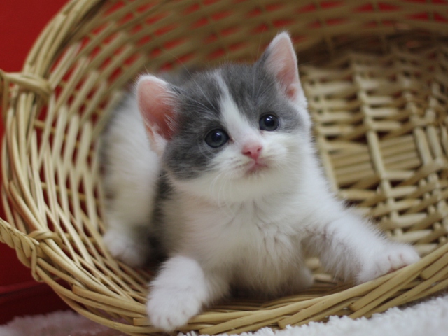 スコティッシュフォールドの子猫画像