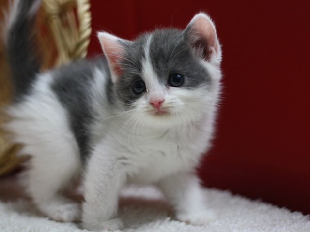 スコティッシュフォールドの子猫画像
