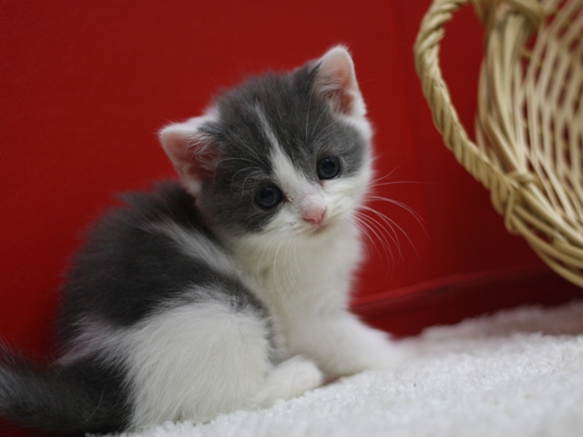 スコティッシュフォールドの子猫画像