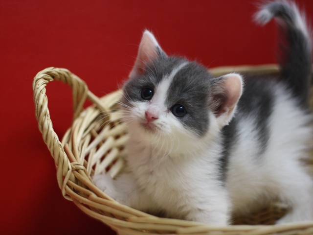 スコティッシュフォールドの子猫画像