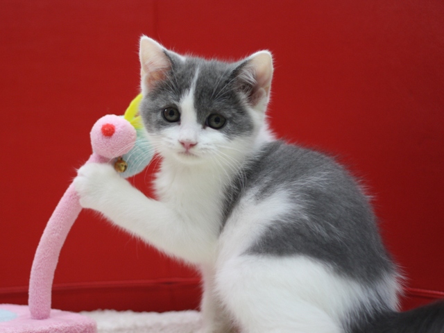 スコティッシュフォールドの子猫画像
