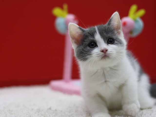 スコティッシュフォールドの子猫画像