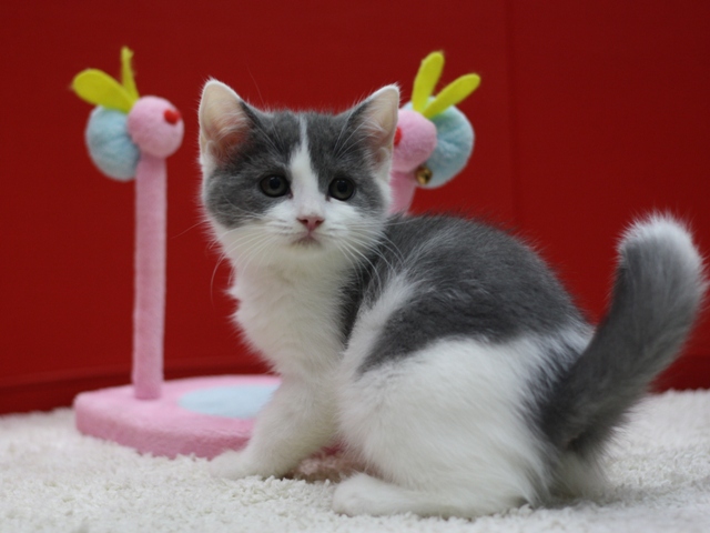 スコティッシュフォールドの子猫画像