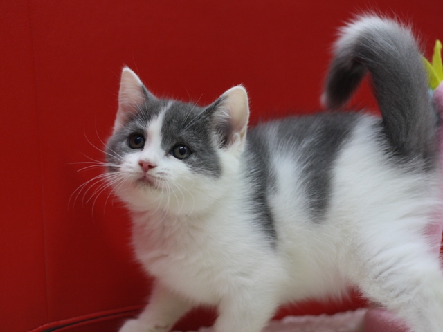 スコティッシュフォールドの子猫画像