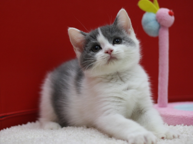 スコティッシュフォールドの子猫画像