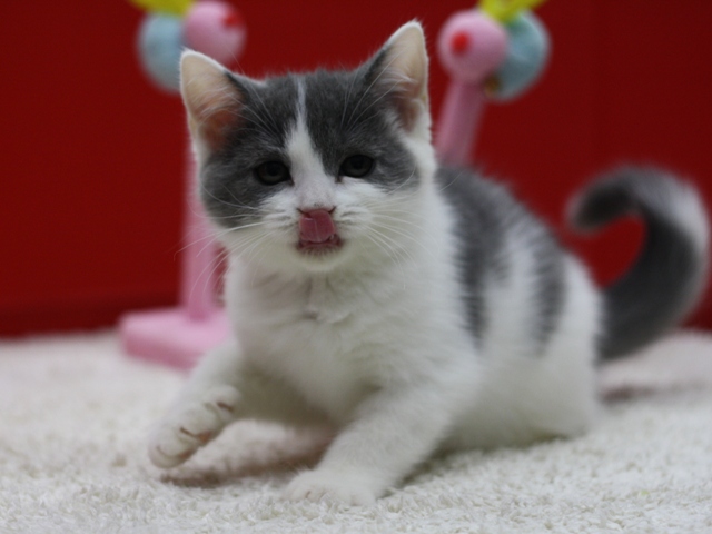スコティッシュフォールドの子猫画像