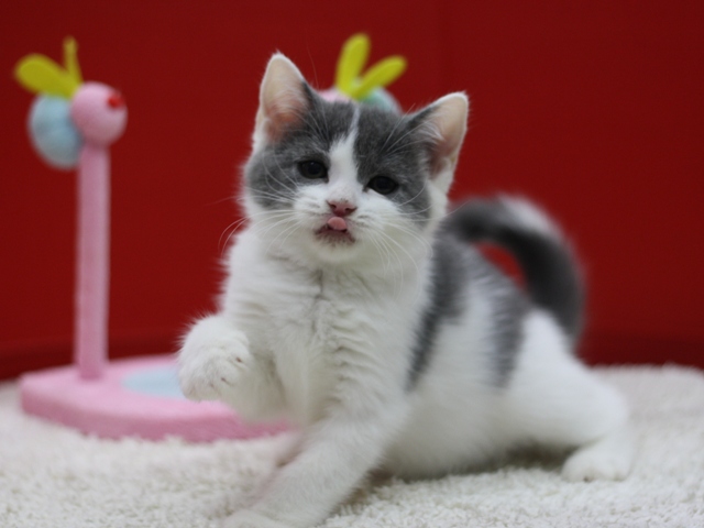 スコティッシュフォールドの子猫画像