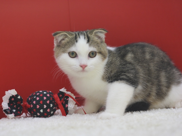 スコティッシュフォールドの子猫画像