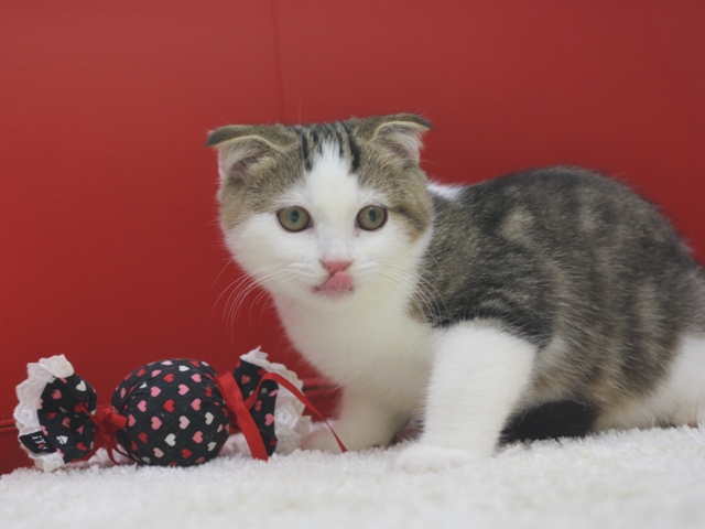 スコティッシュフォールドの子猫画像