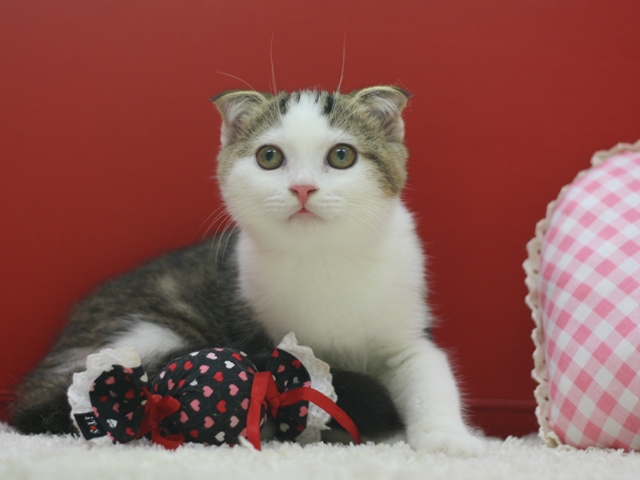 スコティッシュフォールドの子猫画像