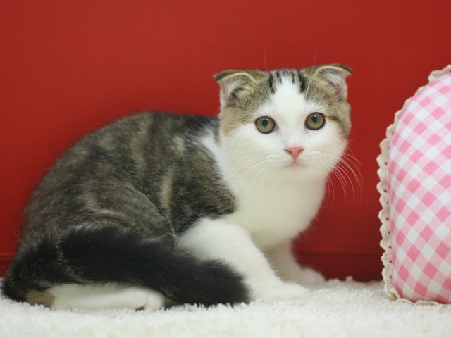 スコティッシュフォールドの子猫画像