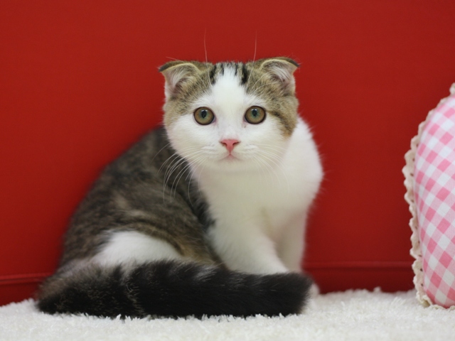 スコティッシュフォールドの子猫画像