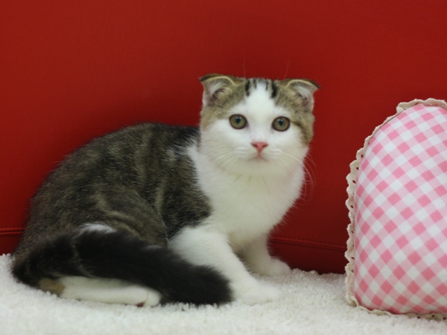スコティッシュフォールドの子猫画像